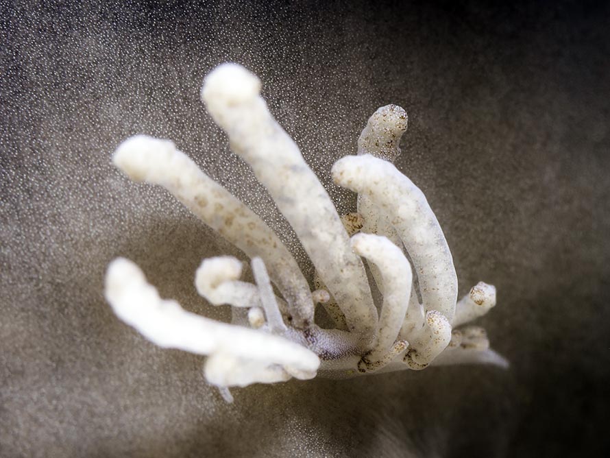 Phyllodesmium parangatum