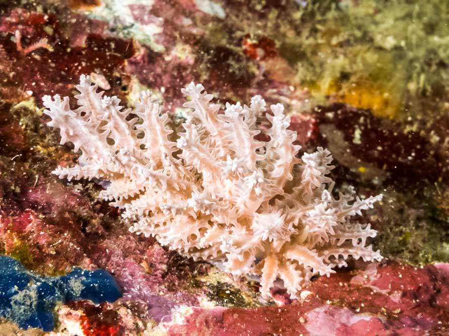 Phyllodesmium pinnatum