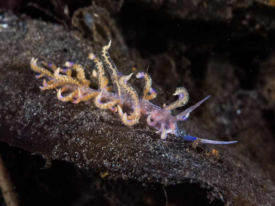 Phyllodesmium poindimiei