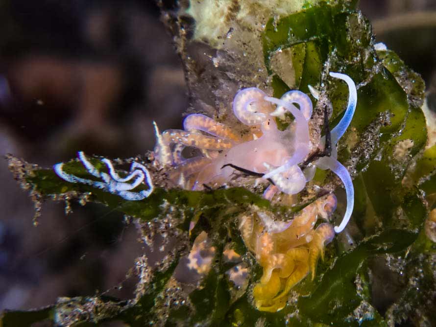Phyllodesmium poindimiei
