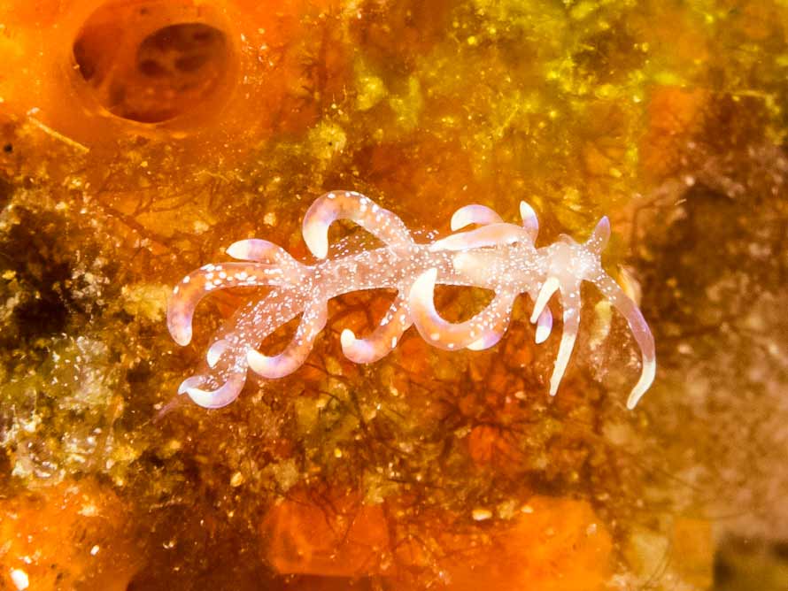 Phyllodesmium poindimiei