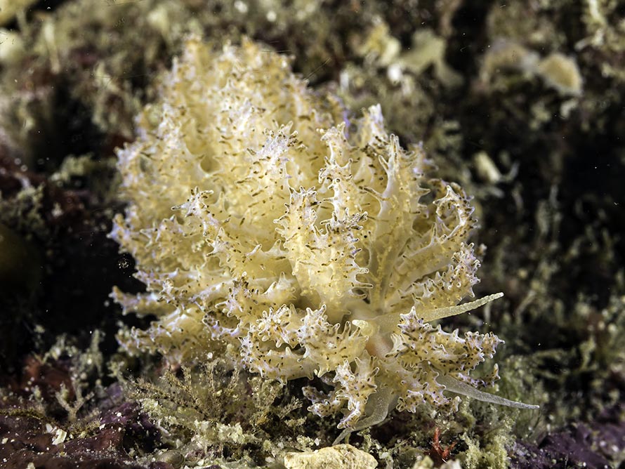 Phyllodesmium sp. 5
