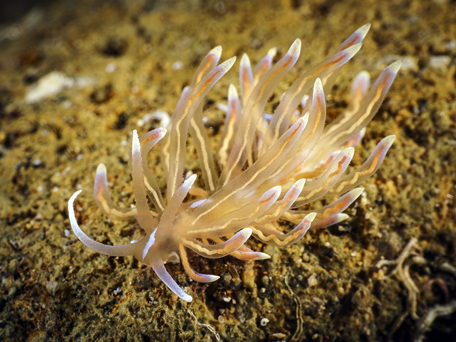 Phyllodesmium undulatum