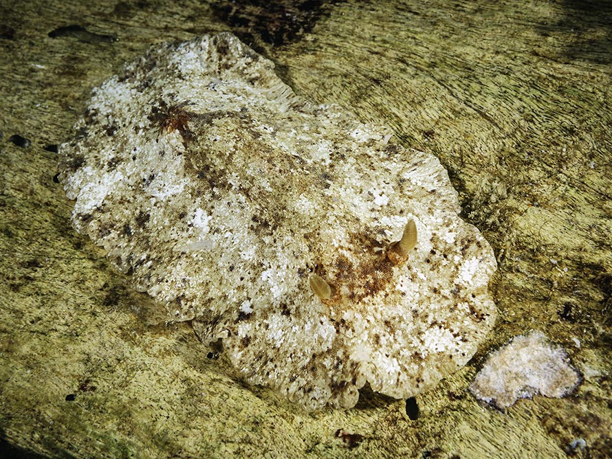 Platydoris sabulosa