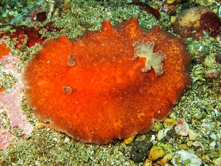 Platydoris sanguinea