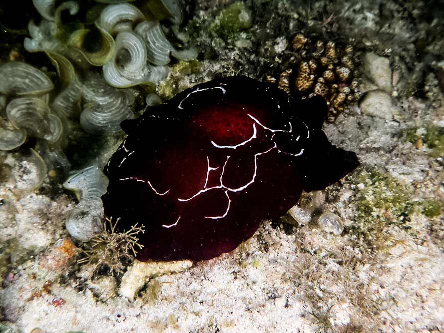 Pleurobranchus forskalii