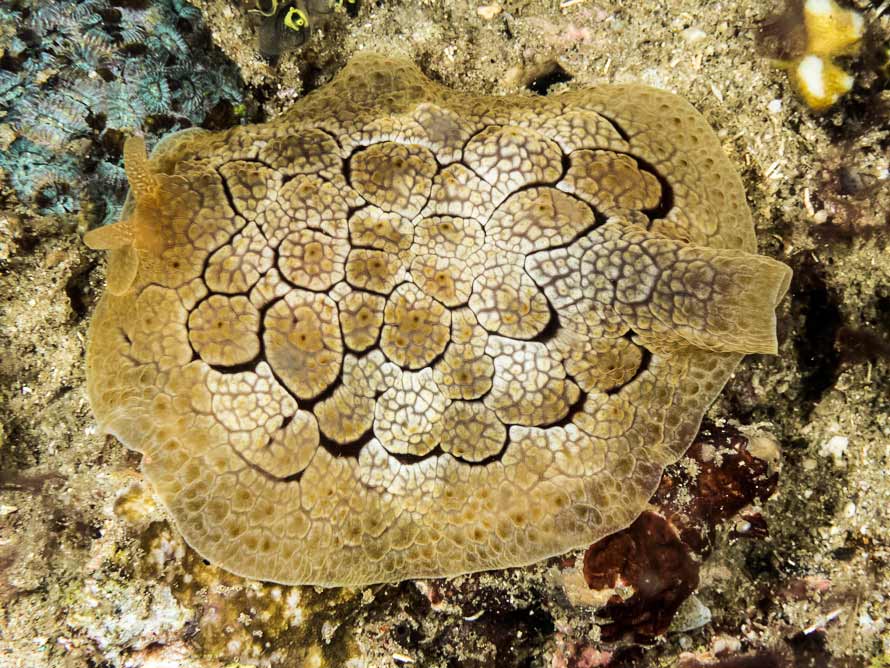 Pleurobranchus forskalii