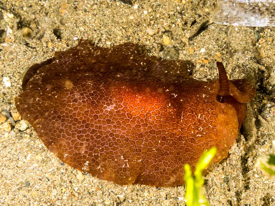 Pleurobranchus peronii