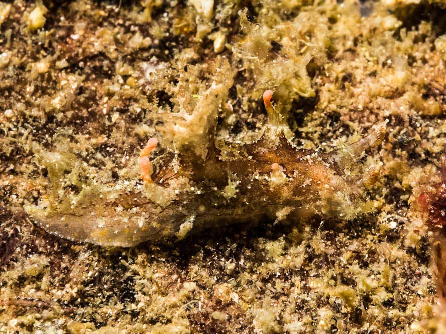 Plocamopherus ceylonicus