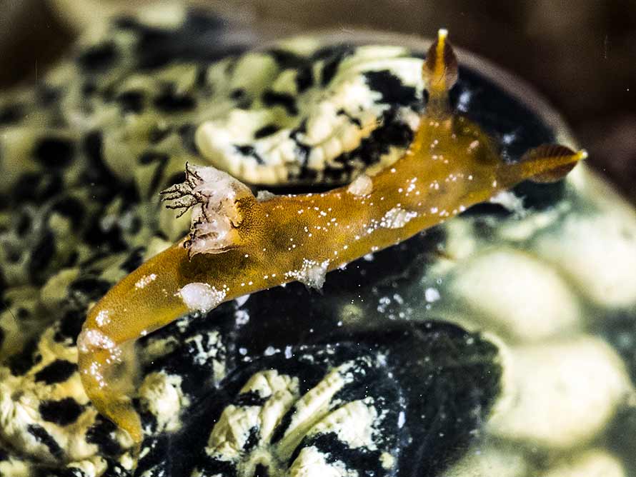 Plocamopherus maculapodium