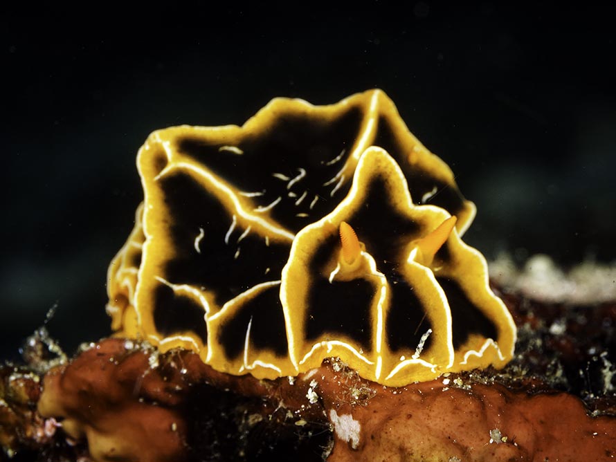 Reticulidia halgerda