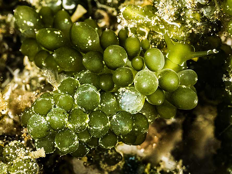 Sacoproteus smaragdinus