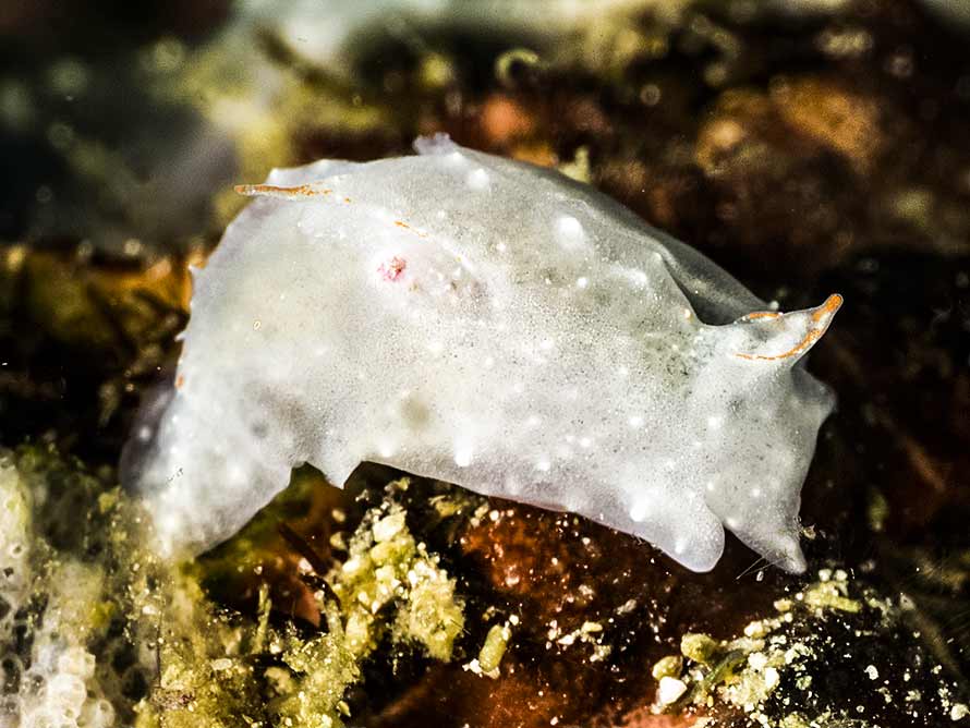 Sagaminopteron nigropunctatum