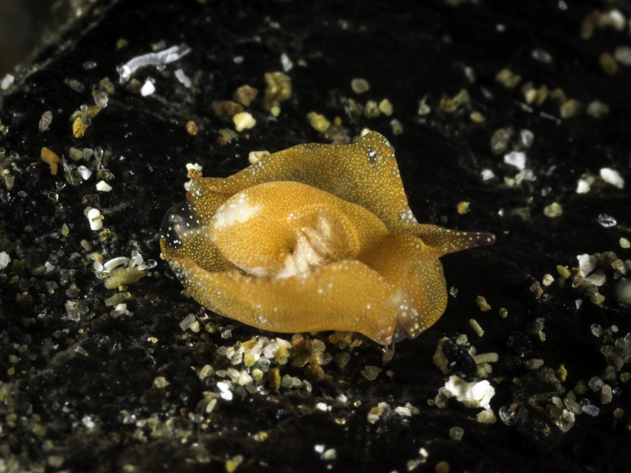 Diaphorodoris mitsui