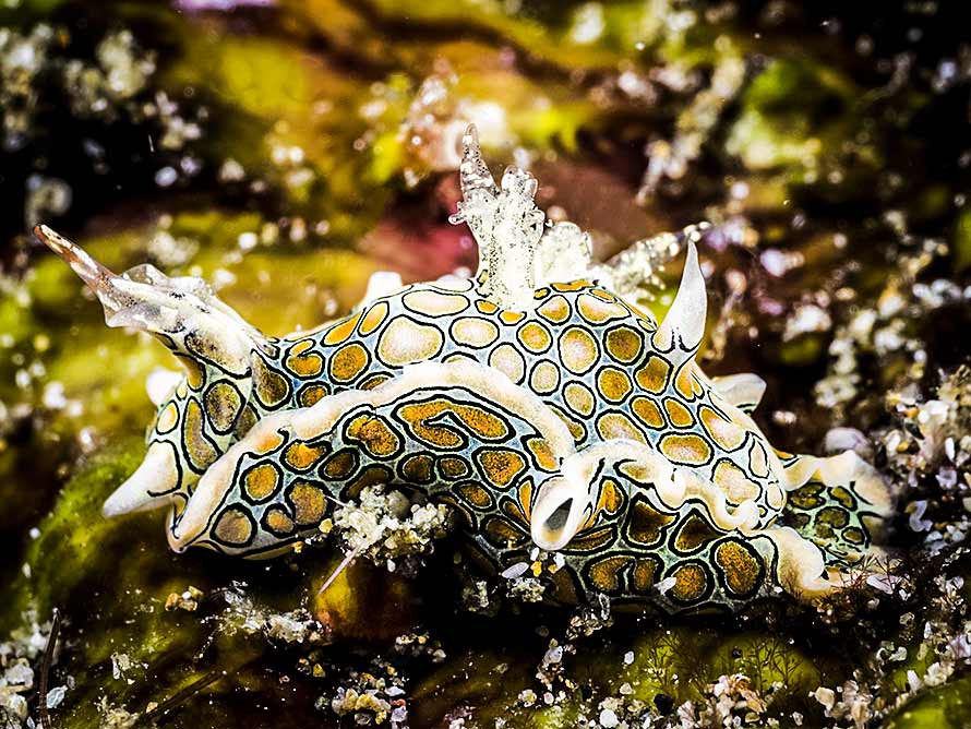 Sagaminopteron psychedelicum