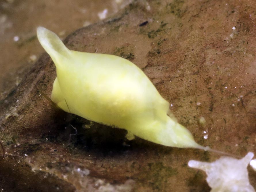 Sagaminopteron sp. A