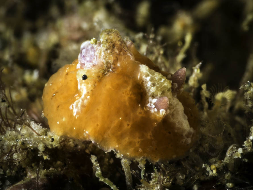 Sclerodoris rubicunda