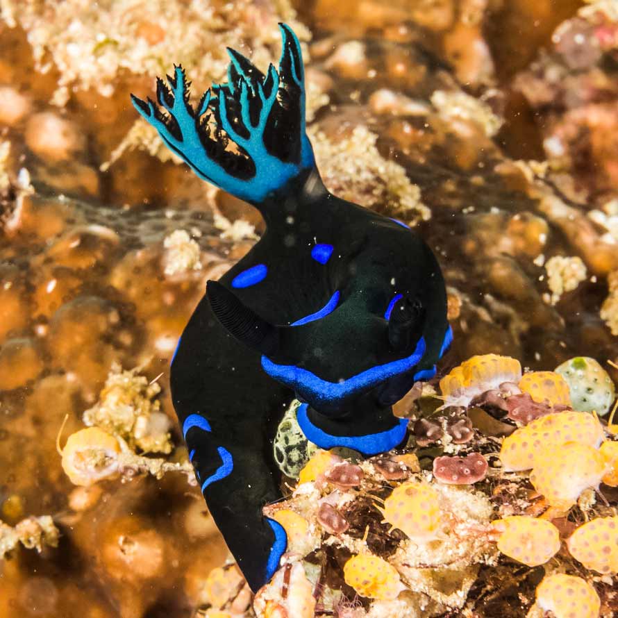 Tambja morosa