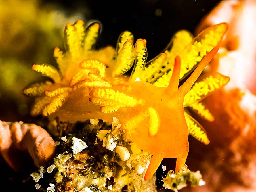 Tenellia melanobrachia