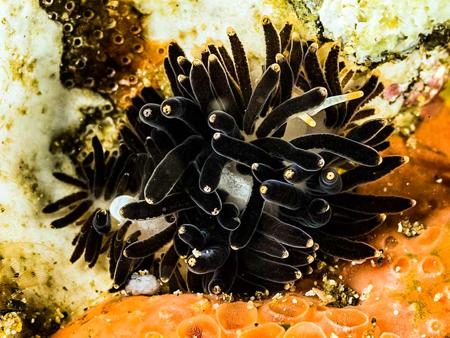 Tenellia melanobrachia