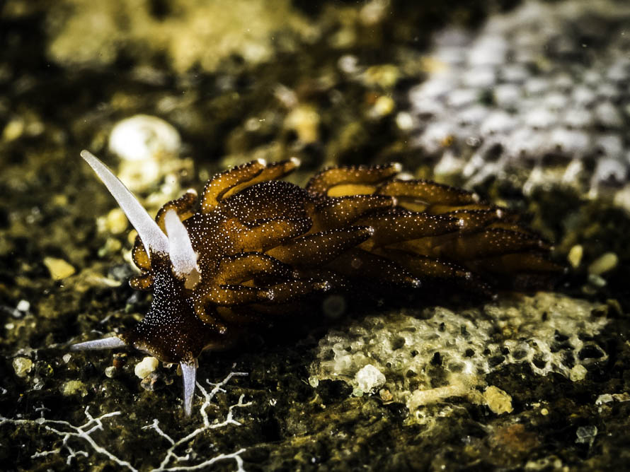 Tenellia sp. ZJ