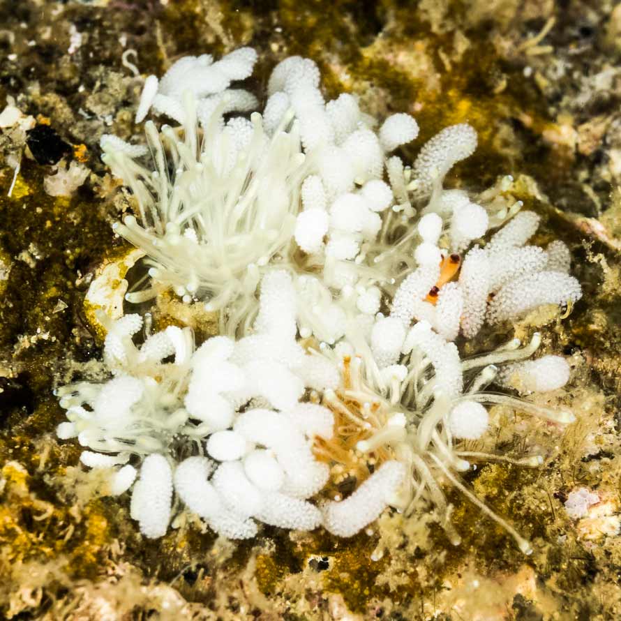 Tergiposacca perspicua