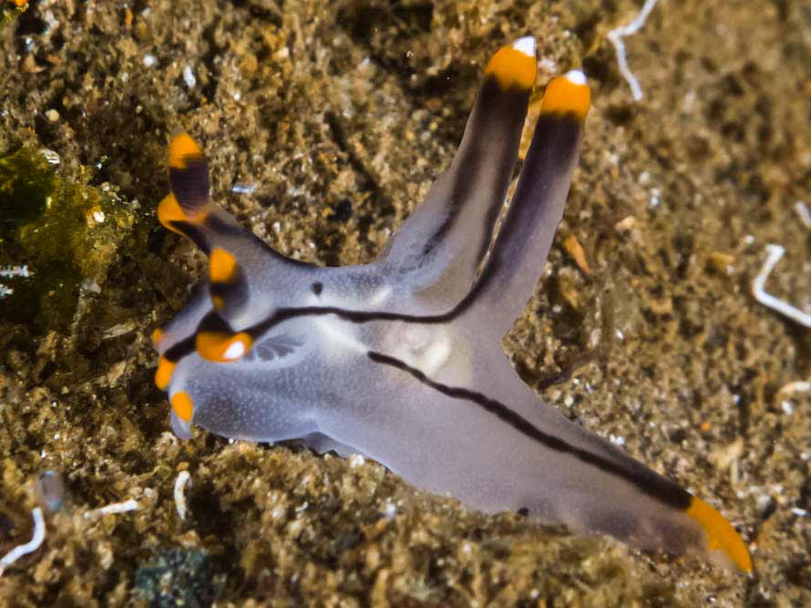 Thecacera picta
