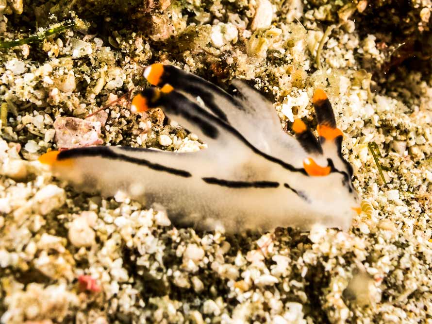 Thecacera picta