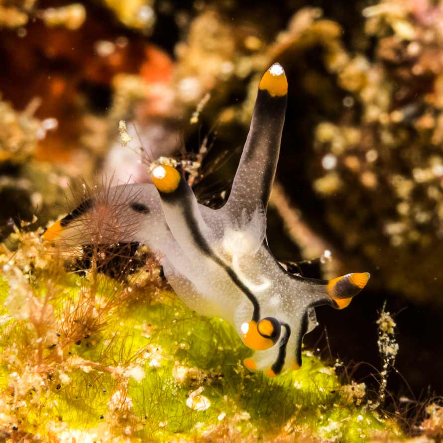 Thecacera picta