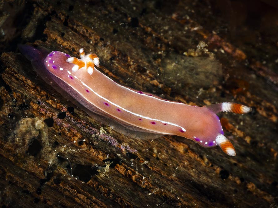 Thorunna australis