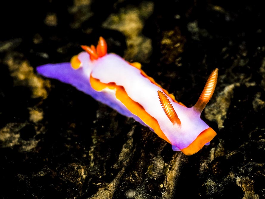 Thorunna purpuropedis