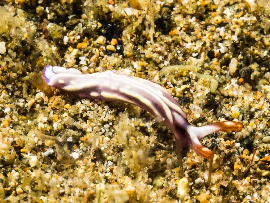 Thuridilla albopustulosa