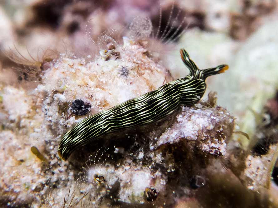 Thuridilla gracilis