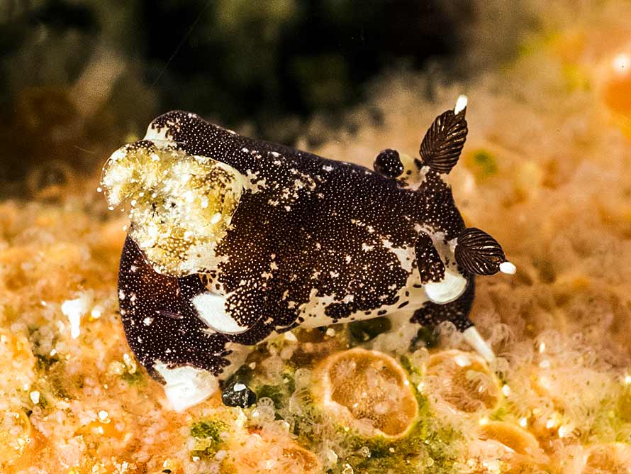 Trapania sp. 11