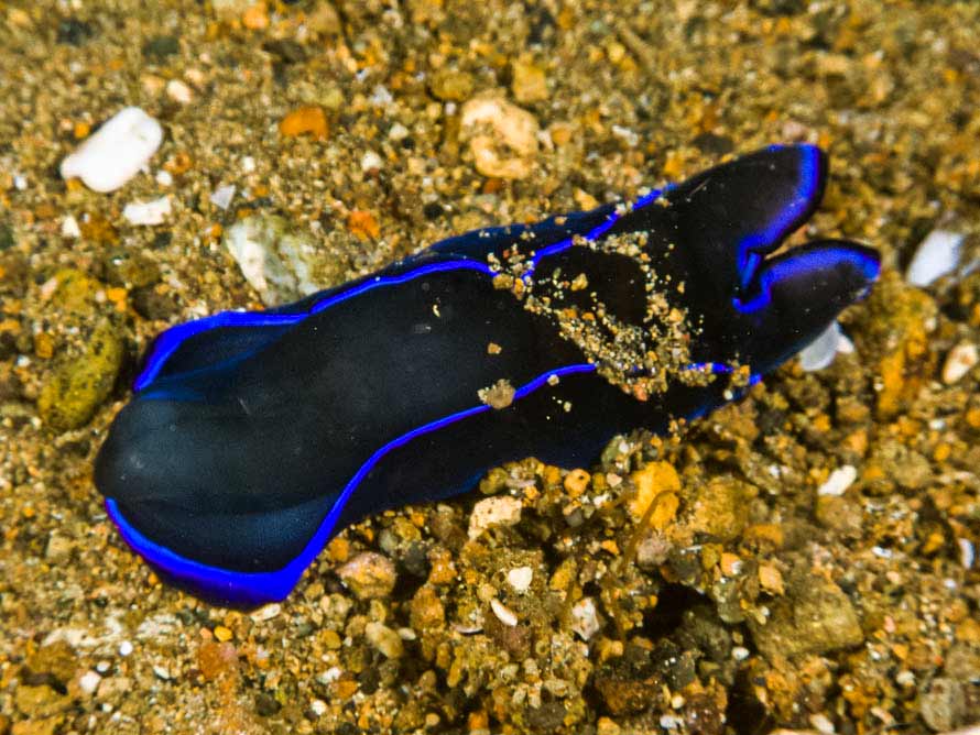 Tubulophilinopsis gardineri