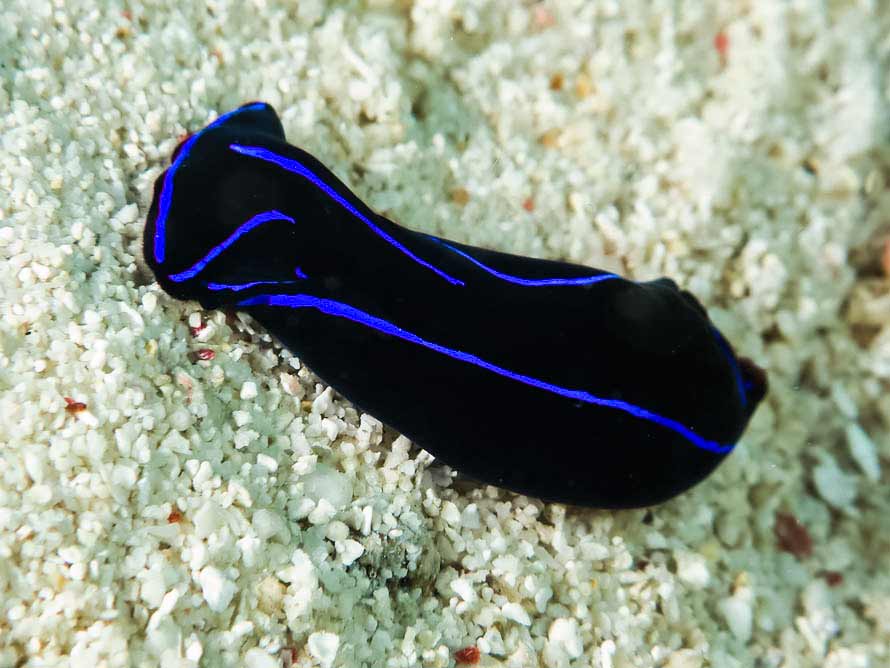 Tubulophilinopsis gardineri