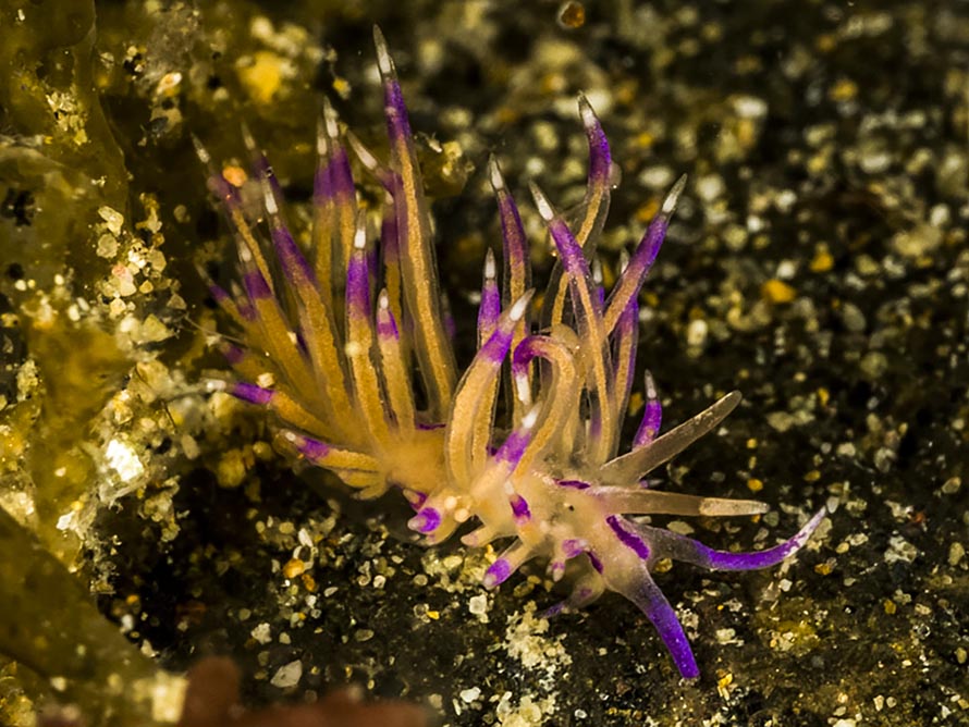 Rostanga sp. C
