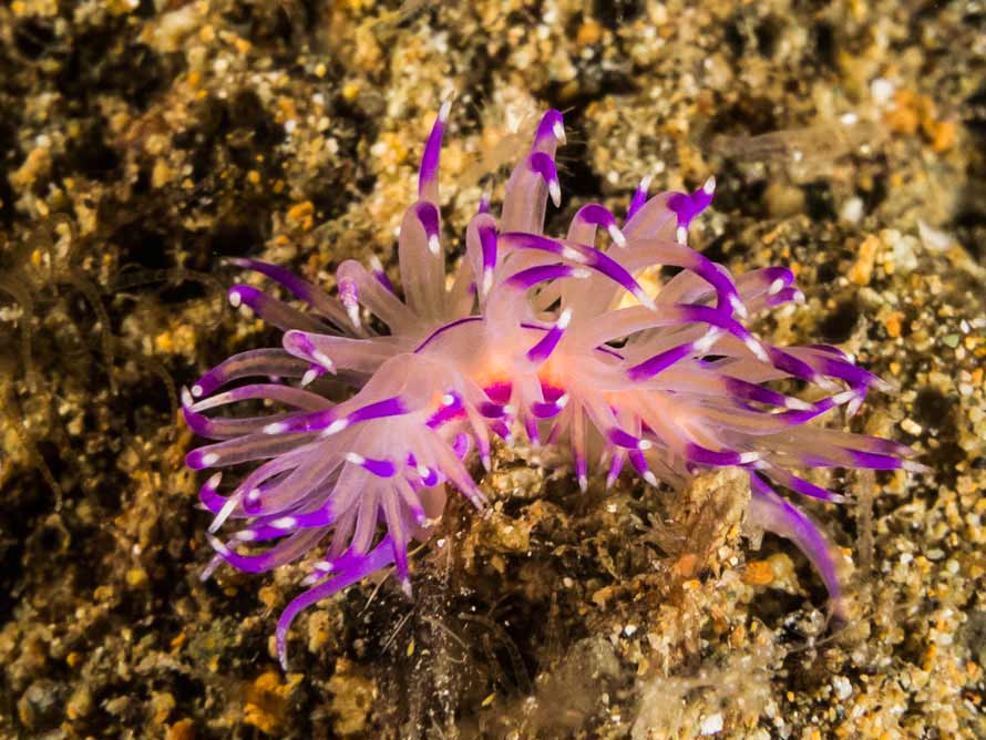 Unidentia sandramillenae