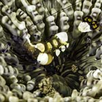 Ancylocaris brevicarpalis