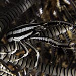 Allogalathea elegans