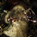 Ancylomenes luteomaculatus