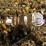 Ancylomenes magnificus