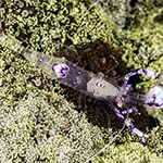 Ancylomenes sarasvatis