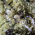 Ancylomenes venustus