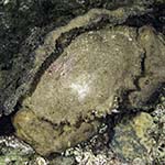 Dromidiopsis edwardsi 