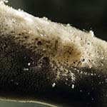 Gelastocaris paronae