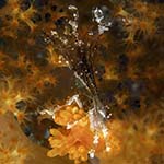 Hyastenus borradailei