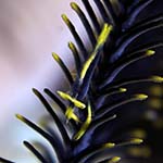 Laomenes amboinensis