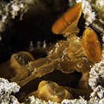 Lysiosquilloides mapia