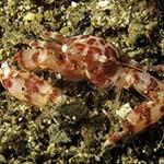 Lissoporcellana nakasonei